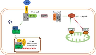 UXT at the crossroads of cell death, immunity and neurodegenerative diseases